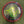 Load image into Gallery viewer, Fused Buzzz Saw